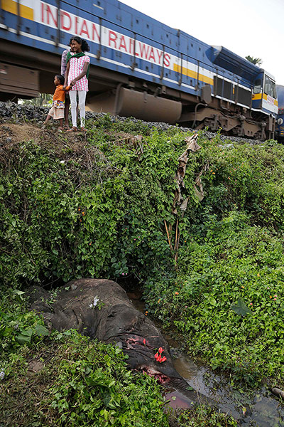 Week in Wildlife: dead elephant near Deepor Beel wildlife sanctuary, India
