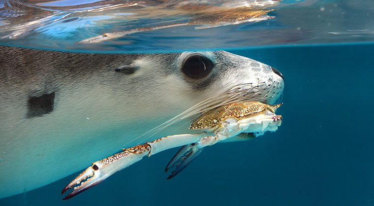 Week in Wildlife: A seal munches on a crab 