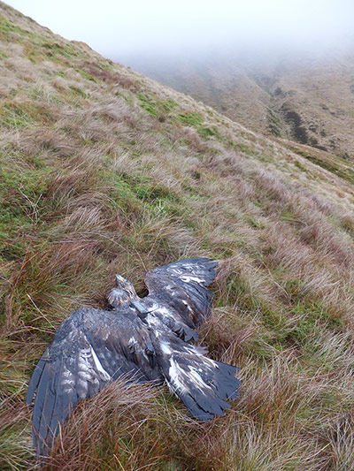 Week in Wildlife: golden eagle found dead