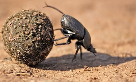 The dung beetle will be a star of BBC's Hidden Kingdoms