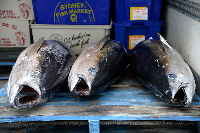 Fish Market: Tuna are loaded in a truck 