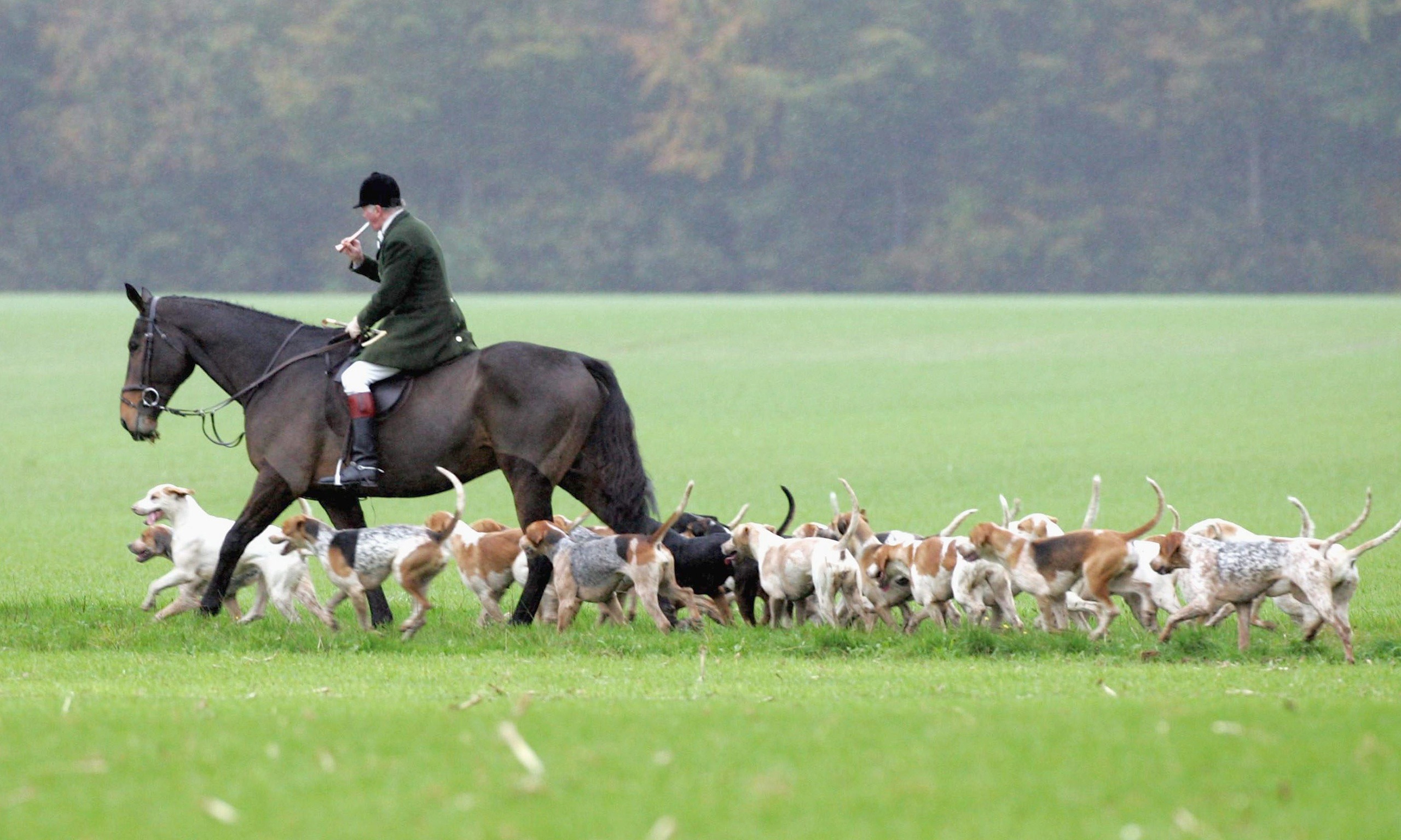 Fox-hunting law is an ass and flouted with impunity, says senior Lib