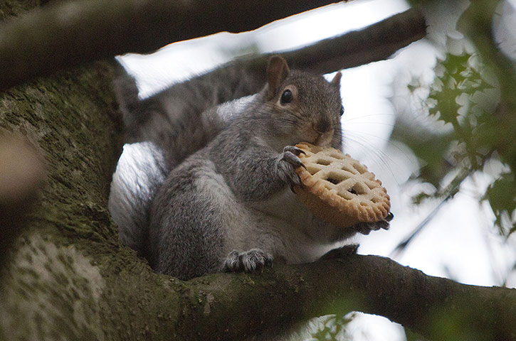 Top10: Squirrel eating Christmas treats, Kelvingrove Park, Glasgow