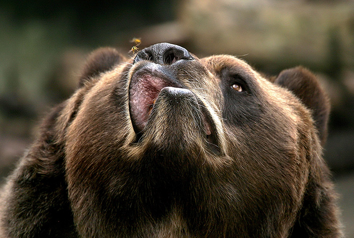 Animals of year: Buzz off: a Kodiak bear is pestered by a bee at Buffalo Zoo, New York