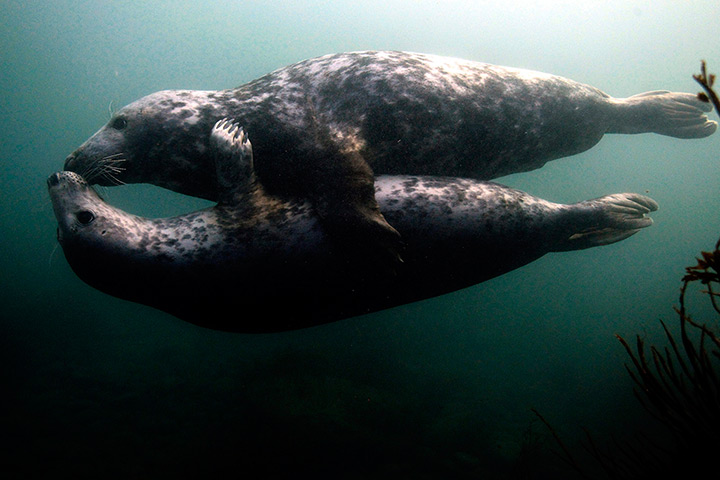 Animals of year: Seal with a kiss: Grey seals play underwater by the Farne Islands off the N