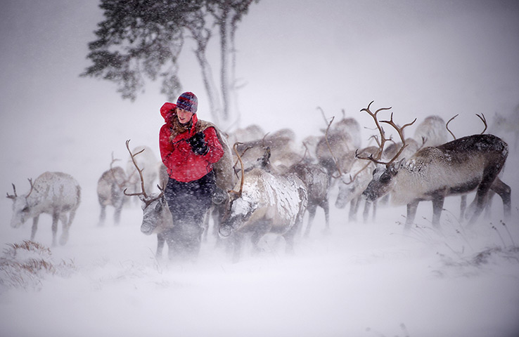 Top ten: Aviemore, Scotland: Eve Grayson, a Reindeer herder of the Cairngorm Reindee