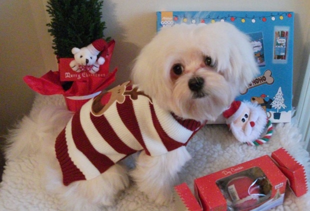 Dog in a jumper at Christmas