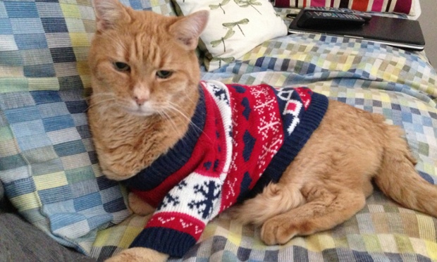 Cat in a Christmas jumper