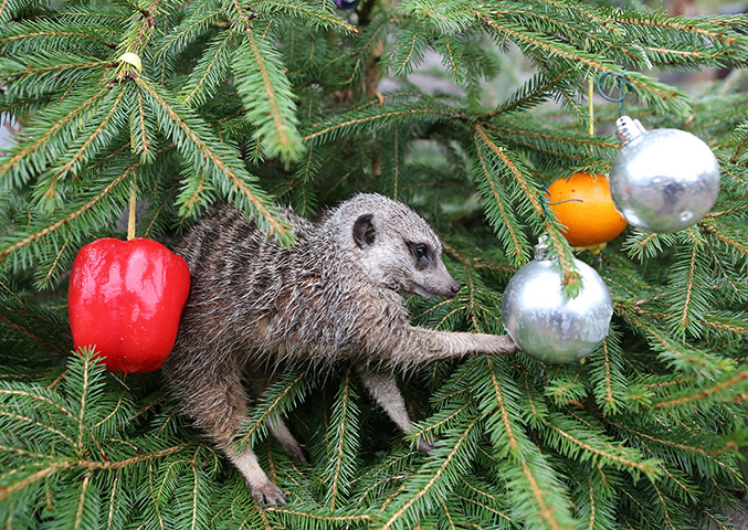 Christmas Day: Christmas at Blair Drummond Safari Park