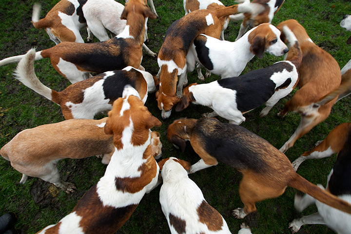 Boxing day hunt: Hounds sniff the ground