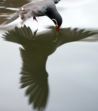 the weekend in pictures: An Inca Tern at Bronx Zoo