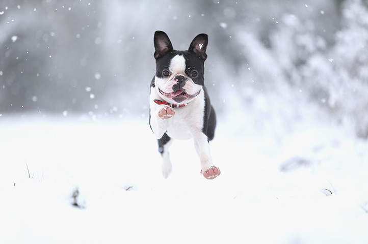 the year in weather: Freddy the Boston Terrier plays in the snow in Nottingham