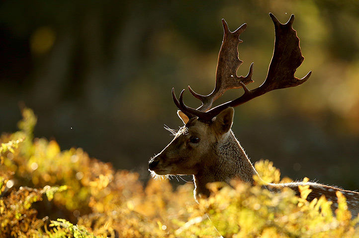 the year in weather: A stag forages at Dunham Massey park  in Altrincham