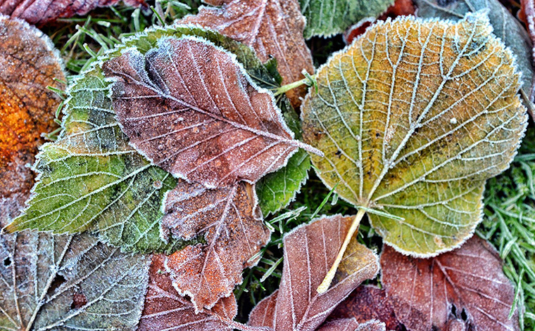 the year in weather: Leaves are covered with frost in County Durham
