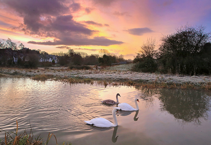 the year in weather: Swans on the upper reaches of the swollen River Avon 