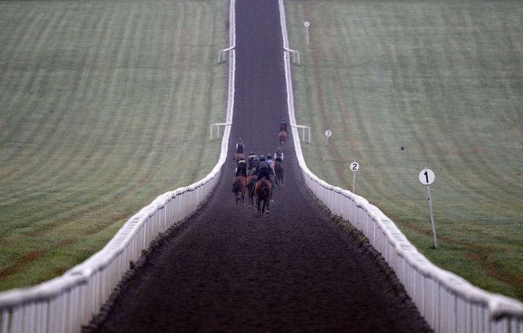 Crowhurst: A general view of racehorses working on Warren Hill gallops