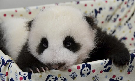 Chinese panda cub 