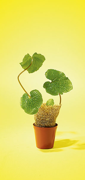 Gifts under £10: Wasabi plant