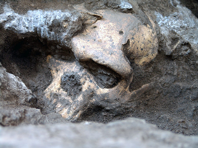 2013 year in science: Early Homo Skull Suggests a Single Species