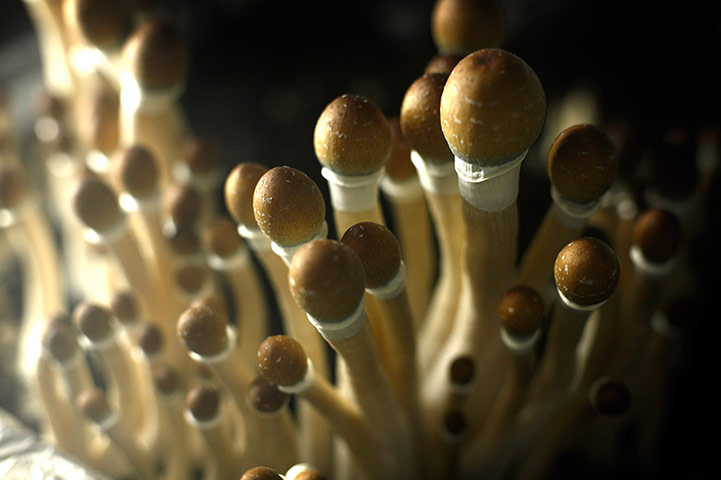 2013 year in science: Magis Mushrooms