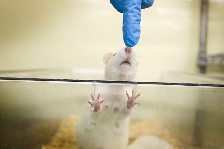 2013 year in science: Laboratory mice