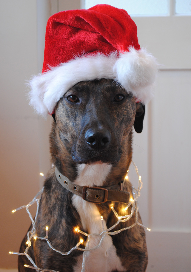Dog wearing a Christmas hat 