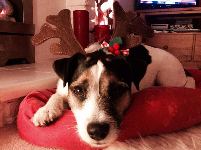 Dog wearing reindeer antlers 