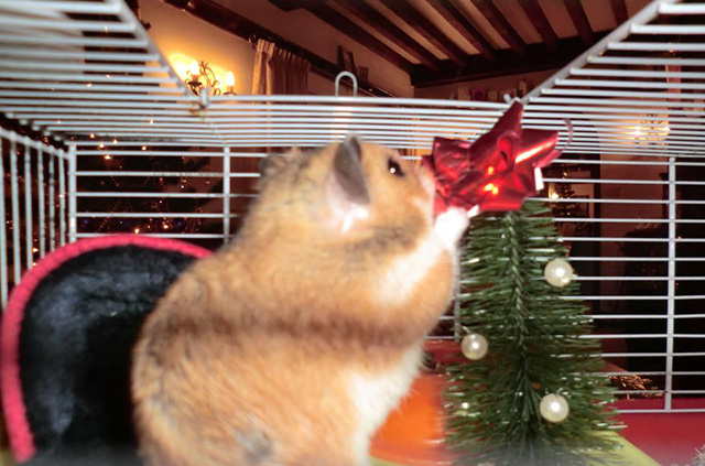 Hamster decorating Christmas tree 