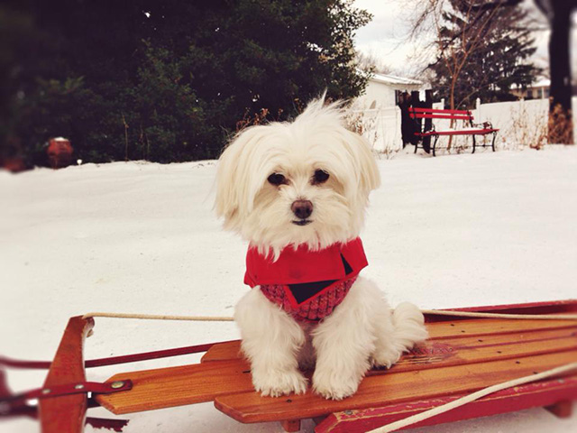Dog on a sled in the snow 