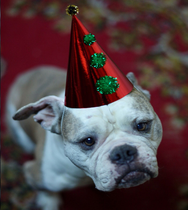 Dog wearing a Christmas hat 