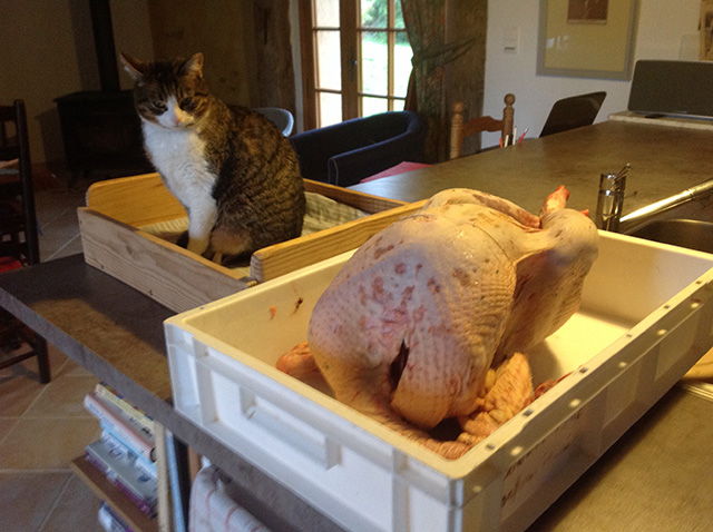 Cat looking at Christmas dinner 