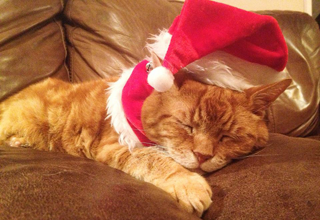 Cat sleeping in a Christmas hat 