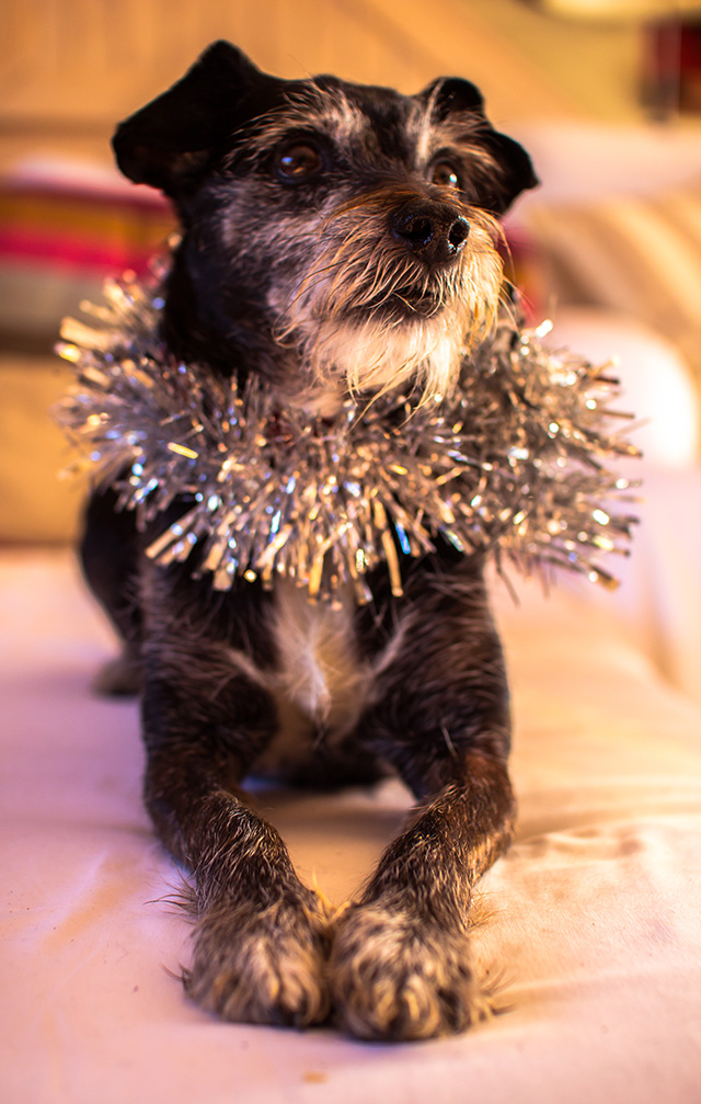 Dog wearing tinsel  
