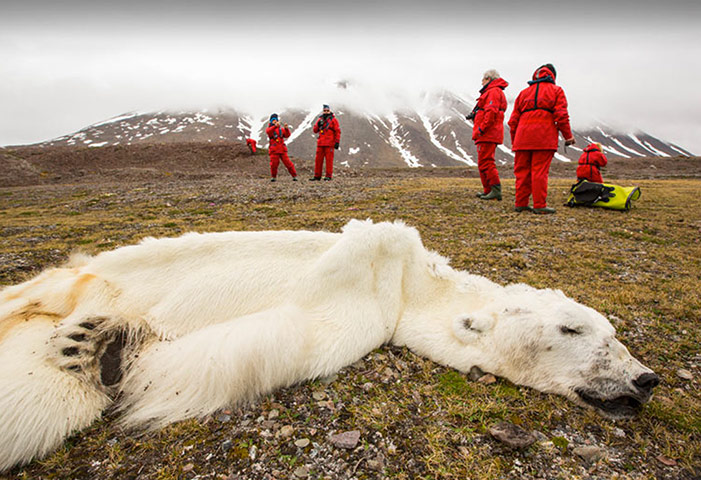 Extreme weather: polar bear died of starvation