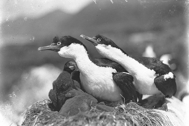 AAE: Shags defending their nest
