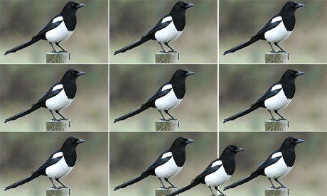 10 magpies