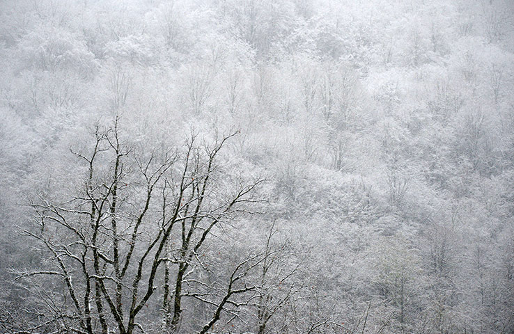 Week in Wildlife: snow covered trees near the Black Sea resort city of Sochi