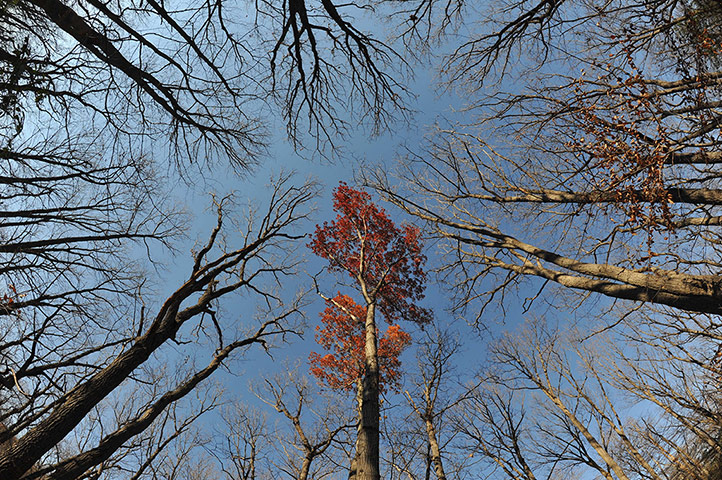 Week in Wildlife: A sole tree with red leaves is seen against the blue sky in Rock Creek Park