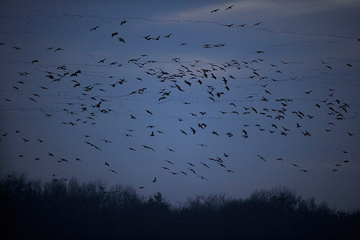 Week in Wildlife: Wild geese landing in Tata
