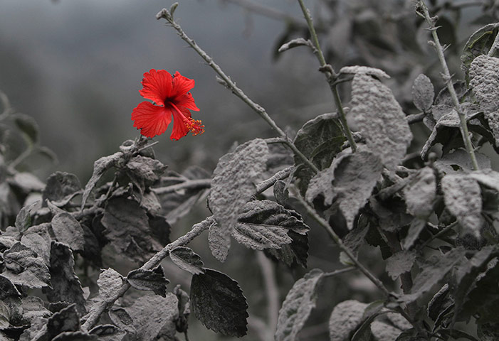 Week in Wildlife: A hibiscus flower is seen on an ash-covered plant, Indonesia