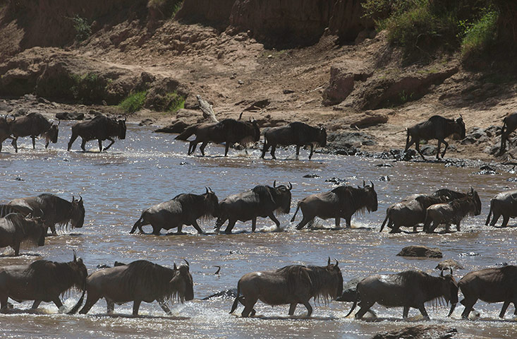Week in Wildlife: Wildebeest cross the Mara River in the Maasai Mara Game Reserve in Kenya