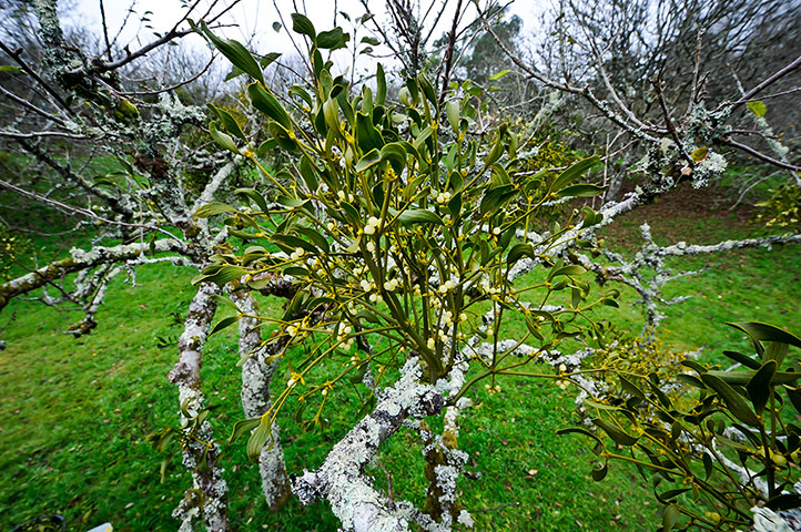 Week in Wildlife: Mistletoe at Cotehele