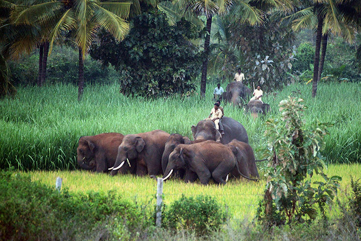 Week in Wildlife: Indian forest guards mounted on domesticated elephants 