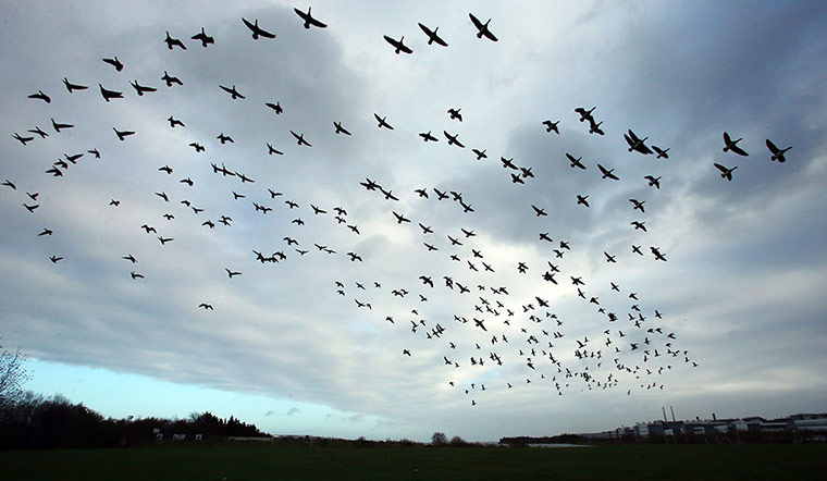 Week in Wildlife: Brent Geese in Dublin