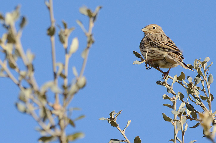 Week in Wildlife: Corn Bunting population declines in Soria