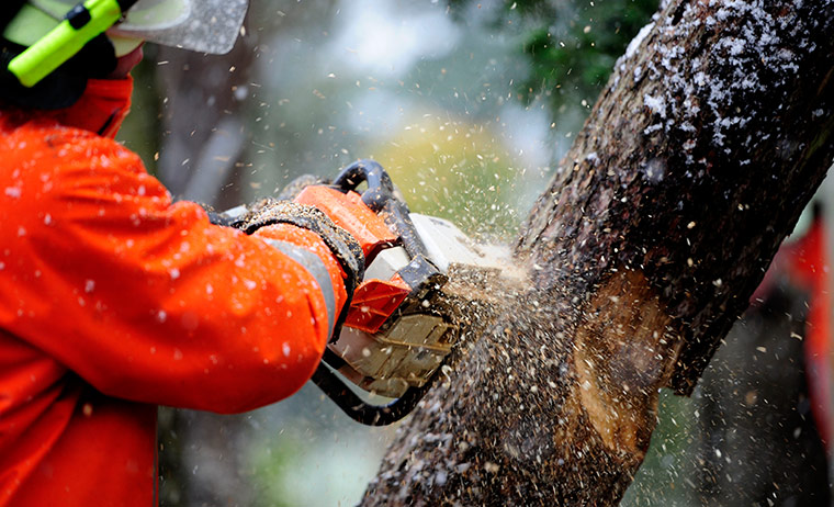Storm Xaver in Europe: A firefighter secures a fallen tree after the storm passed through Bordenau, Germany