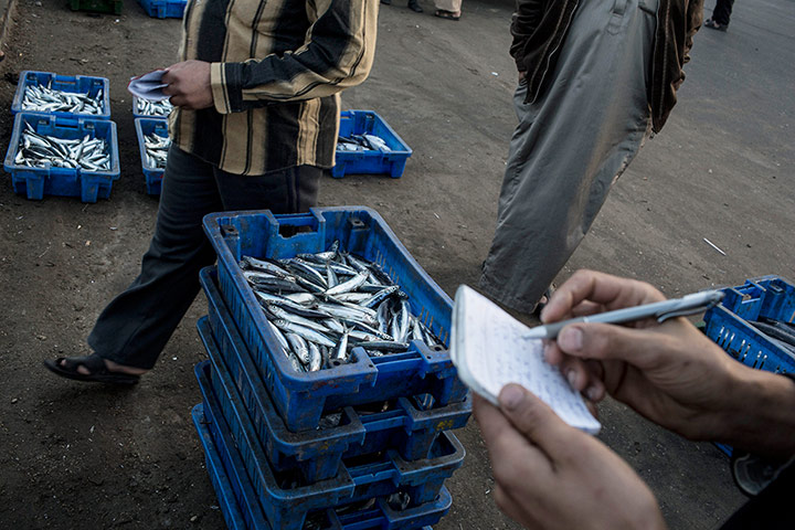 Gaza fishermen: Fishermen lay their catch on the pavement for merchants to bid on