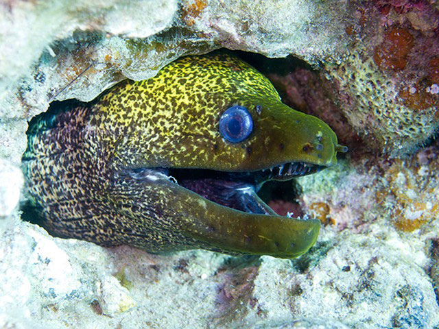 Underwater Photography: eel underwater close up