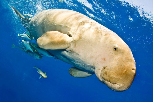 Underwater Photography: dugong and other fish