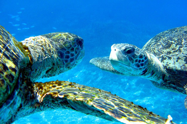 Underwater Photography: male turtles face to face